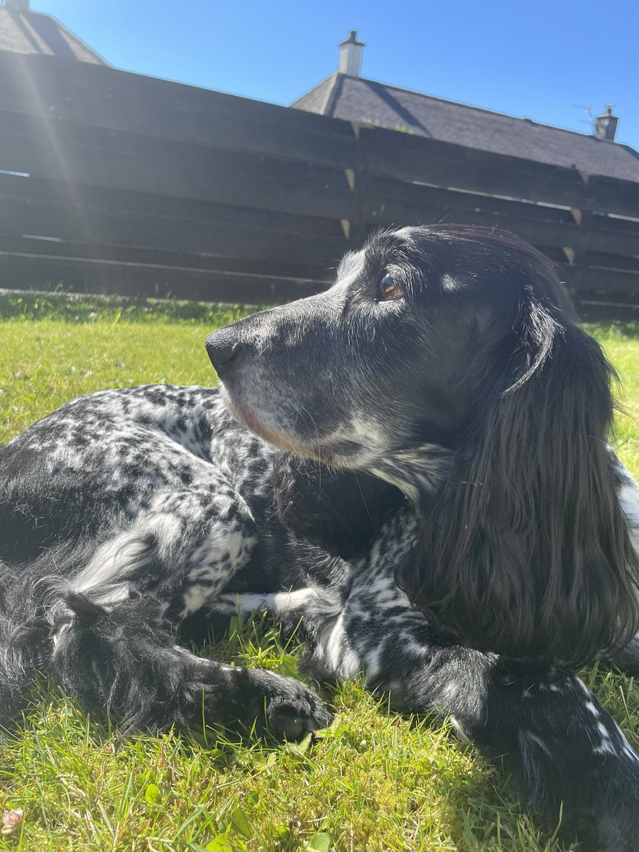 kc02ctc's tweet photo. Goodbye King Larsson 💔 The most incredible fur baby, best friend &amp; companion to us both -@Cheswick1888 - we will miss your playful personality and unconditional love 💚 RIP 💚 https://t.co/oaAkOV6jTB