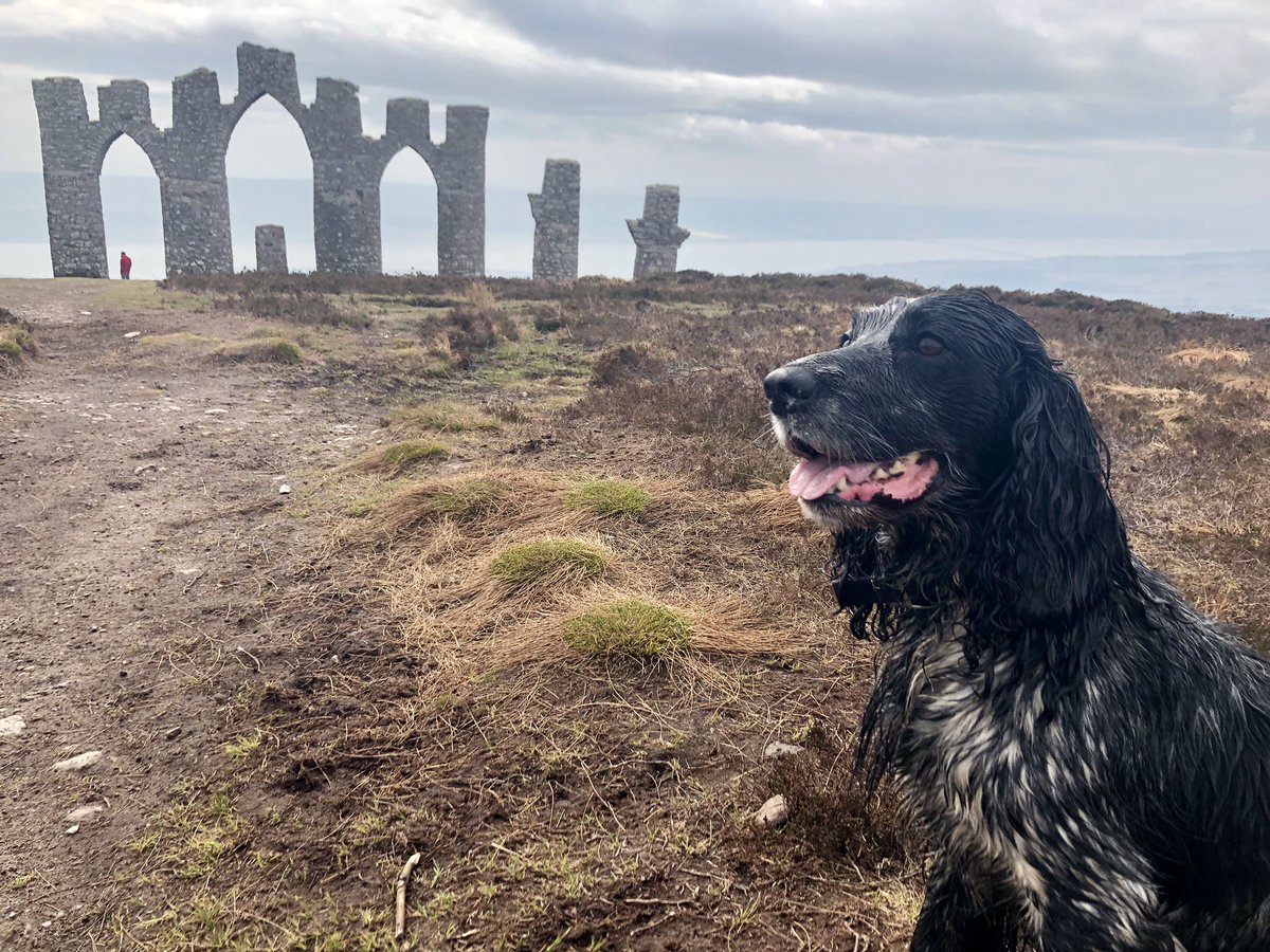 kc02ctc's tweet photo. Goodbye King Larsson 💔 The most incredible fur baby, best friend &amp; companion to us both -@Cheswick1888 - we will miss your playful personality and unconditional love 💚 RIP 💚 https://t.co/oaAkOV6jTB