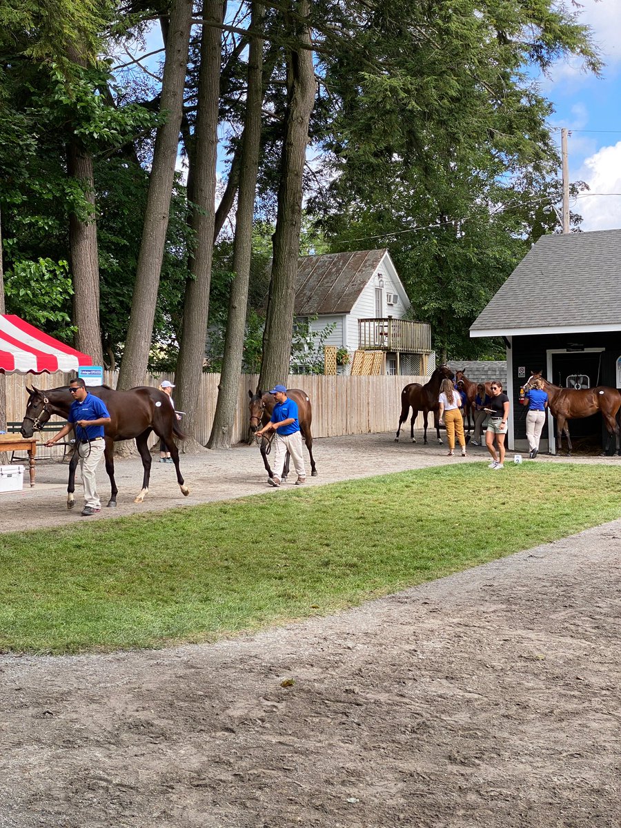 We are showing NY-bred yearlings at Barn 7A. Come find your #SaturdayAfternoonHorses 🐎