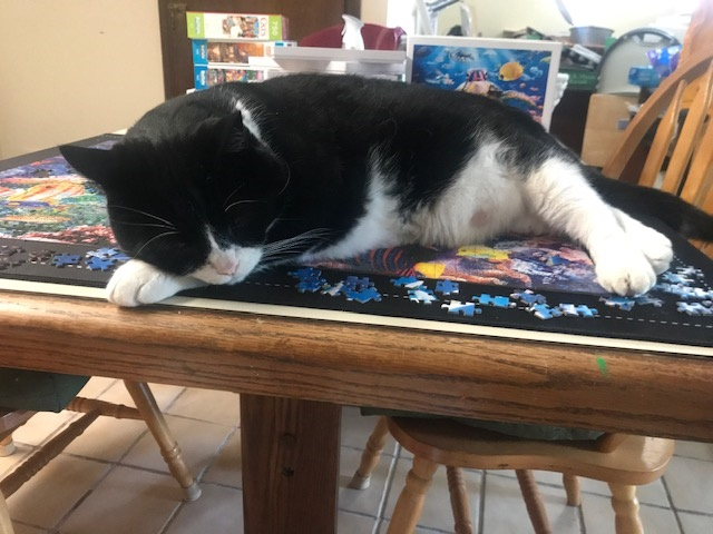 Taz helping me with my puzzle. He managed to cover most of the 1,000 pieces.