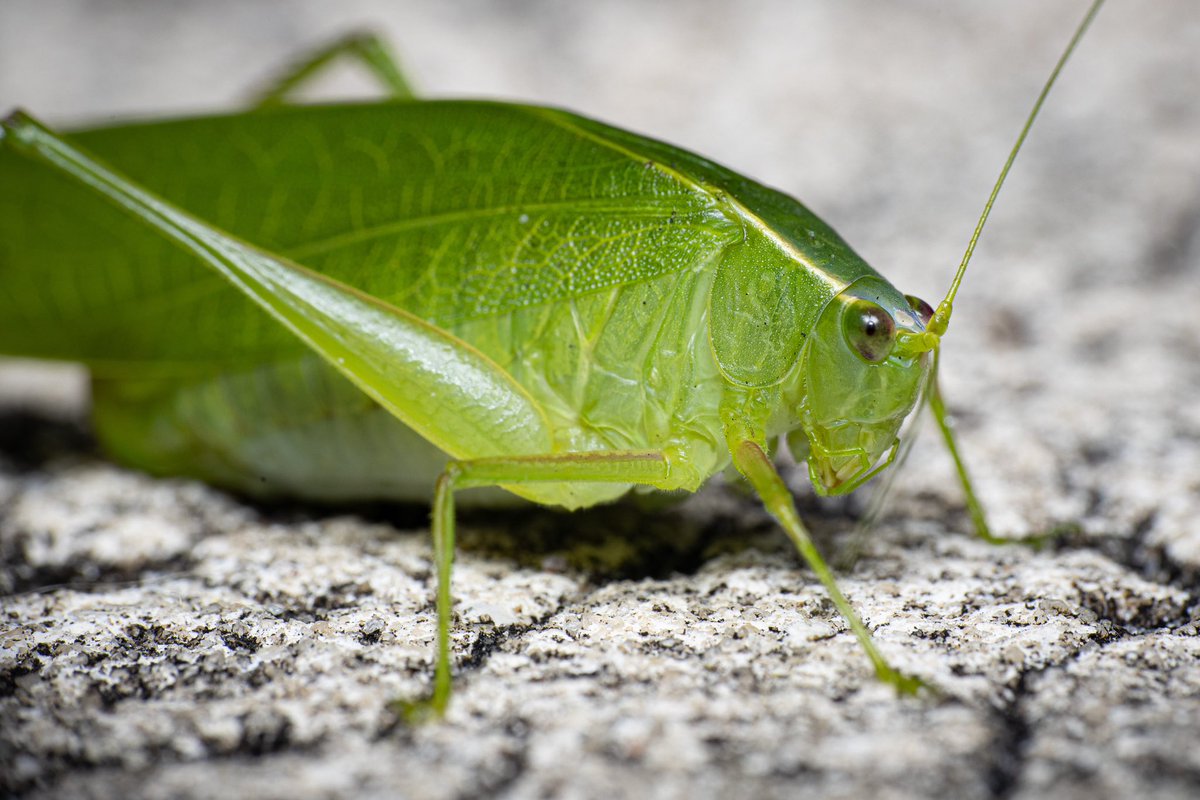 stefabsky's tweet photo. I collected these katydid videos for you https://t.co/UyHY0HCBd5 https://t.co/yI6nlNK8jb