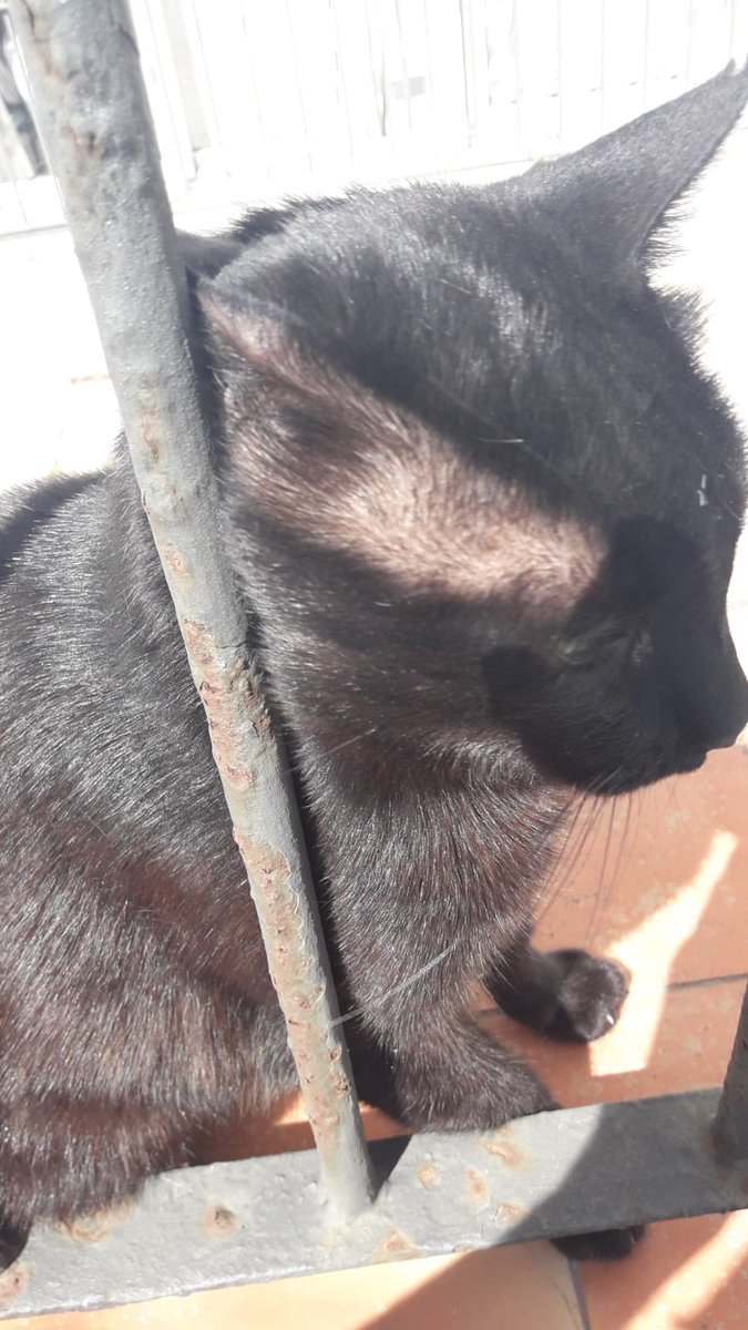 tessaweb's tweet photo. #Gato de cuatro años esterilizado necesita urgentemente adoptante.Esterilizado y hogareño. Vive en Conil Cádiz pero puede viajar. Contacto Tessa 644173886 https://t.co/LxynGTTMlc