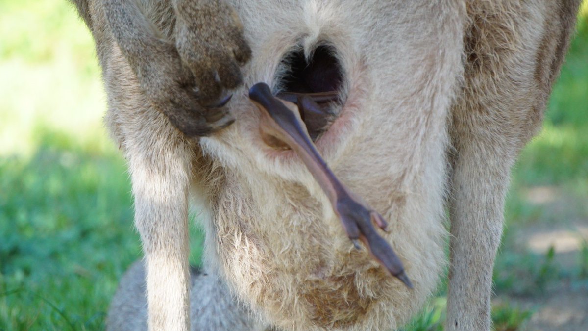 FOdontogriphus's tweet photo. #カンガルー #金沢動物園 #ウォークスルー https://t.co/49rP1zVXhL