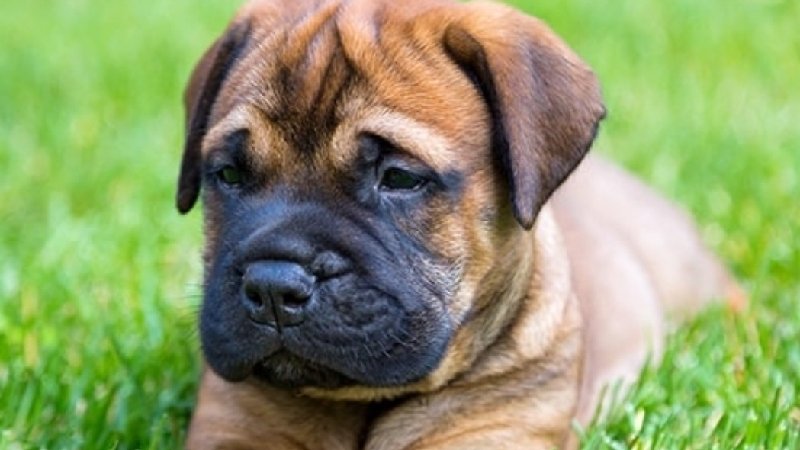 turnitupuk's tweet photo. Please support my GoFundMe campaign: https://t.co/kfoo2gtuMr #GoFundMe #mentalhealth #servicedogs #doglovers #helpinghand #PTSDAwareness https://t.co/MjX6Sk00IK