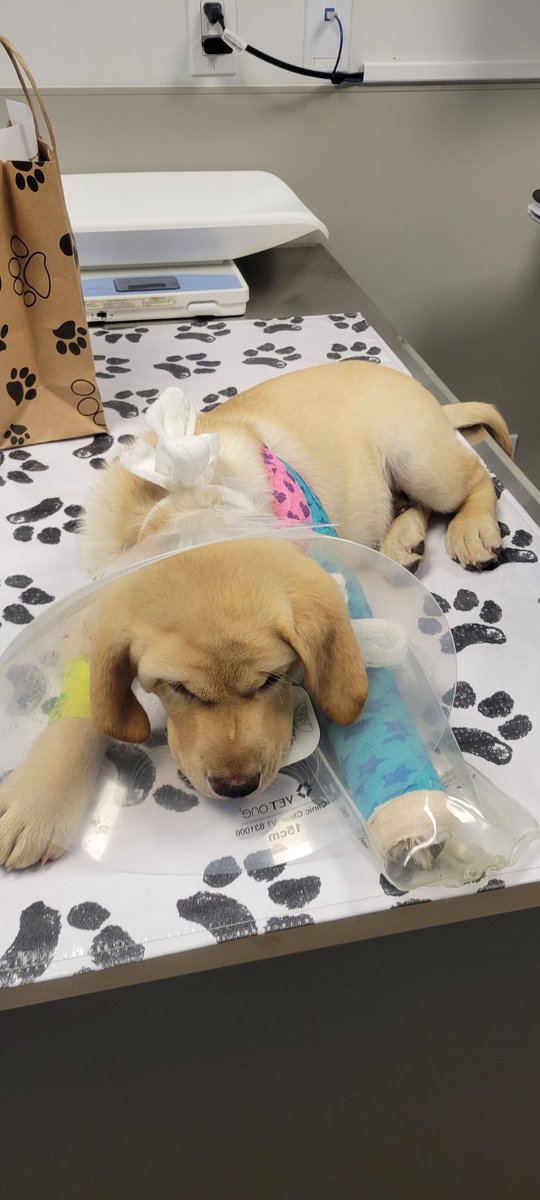 Life has challenges and curveballs. Please take a look at this story and help and share if you can. Thank you from the DoggoneGold family. m.facebook.com/story.php?stor… Subscribe to us here on youtube youtube.com/@DoggoneGold