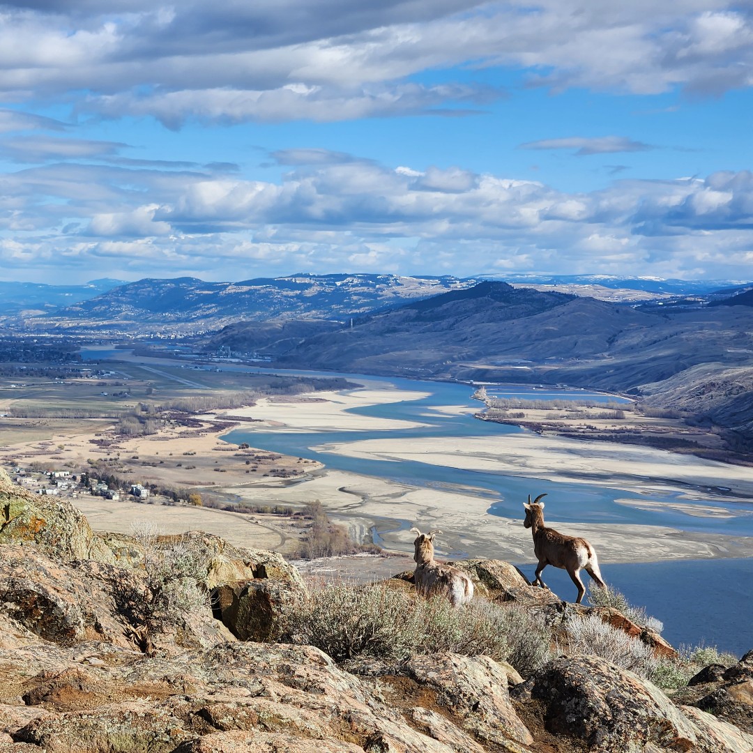 NV5Geospatial's tweet image. Bighorn sheep overlooking Kamloops, BC. 🐏

#Kamloop #BighornSheep #DataAcquistion #Data #Lidar #GIS #Geospatial #BeyondEngineering #NV5Geospatial