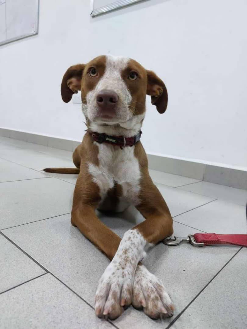 PerroUsuario's tweet photo. En busca de un hogar amoroso y responsable RT @TineoEugenia: en adopción Caracas, San Bernardino. Mestiza de pitbull muy tranquila, tiene aprox 6 meses, 04122584991 https://t.co/4pBezJhNW9