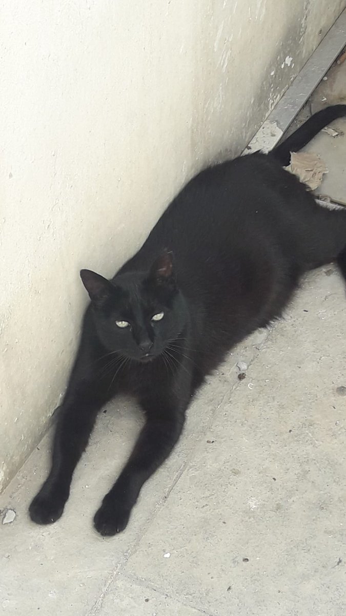 tessaweb's tweet photo. #Gato de cuatro años esterilizado mimoso busca adopción. vive en Conil pero puede viajar.Contacto Tessa 644173886 https://t.co/uuO6xNTW1l