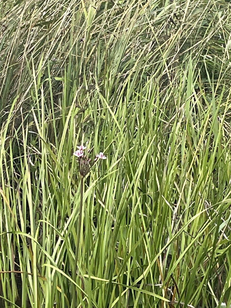 Mooie afsluiting van onze vakantieperiode met een vaarexcursie door @Natuurmonument <a href="/mathiska/">boswachter mathiska</a> <a href="/BCDeWieden/">DeWieden</a> en dan te bedenken dat we dit gewoon in <a href="/ProvOverijssel/">Provincie Overijssel</a> hebben!