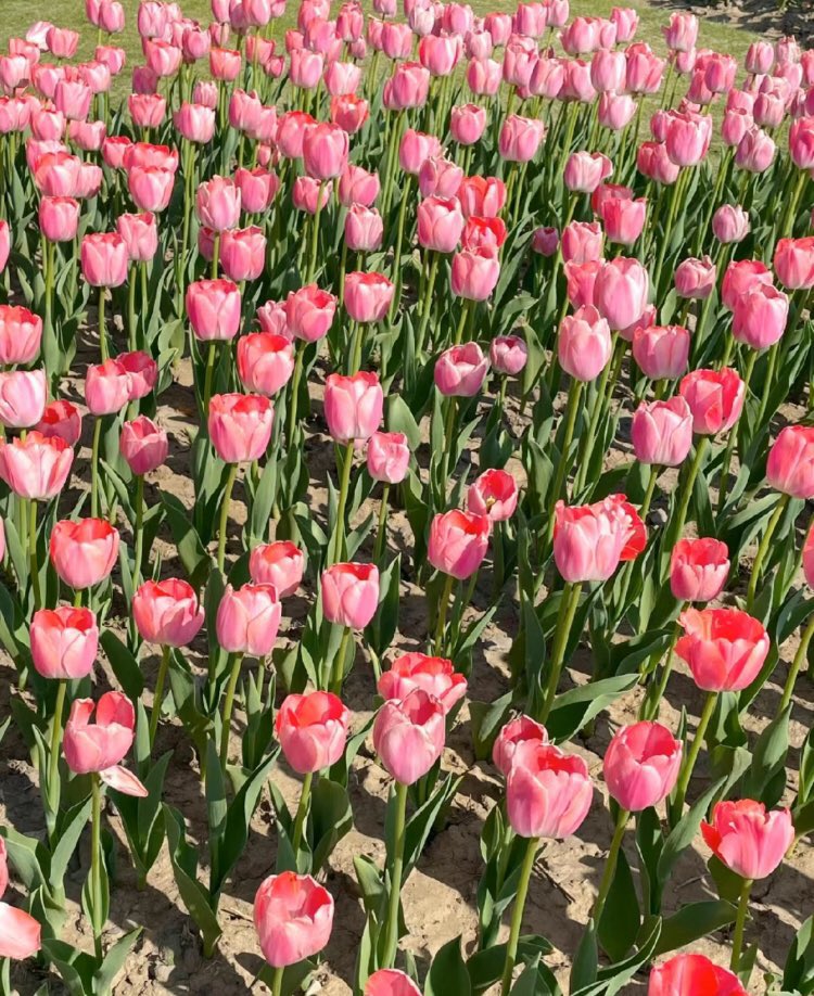 tulips in full bloom <3