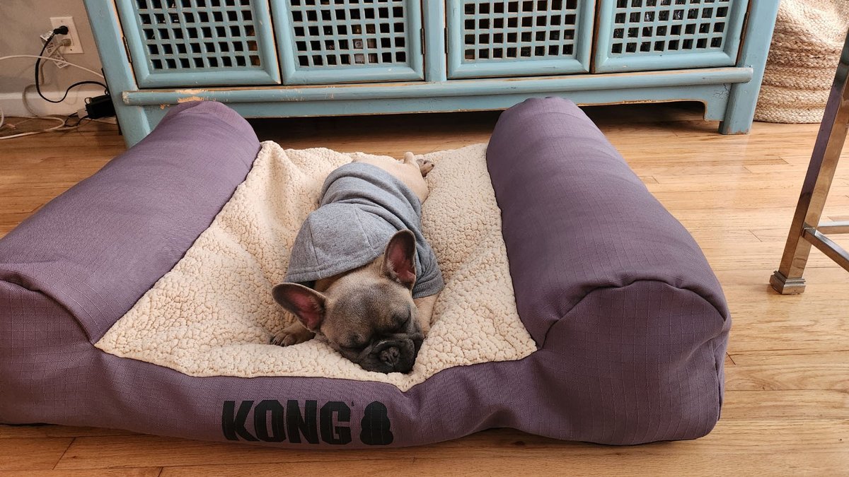 PetANtastic's tweet photo. Good morning and Happy Friday 😃

It looks like someone didn't want to get up this morning...!😅

#pettastic #petantastic #smallbusiness #happy #friday #fridyay https://t.co/hrqQUkRU9V