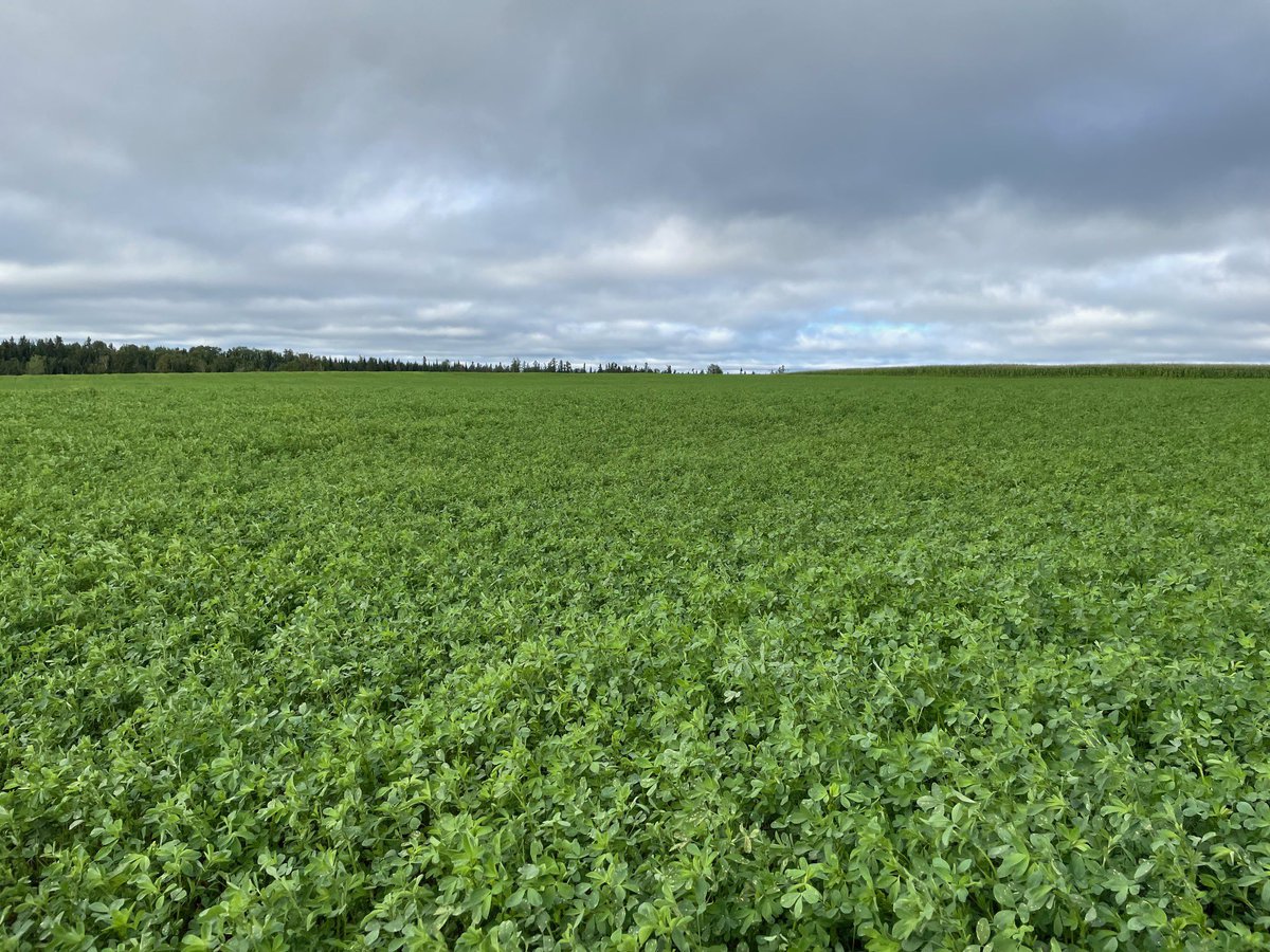 A great field of first year Dominator II Alfalfa in the Thunder Bay Area.