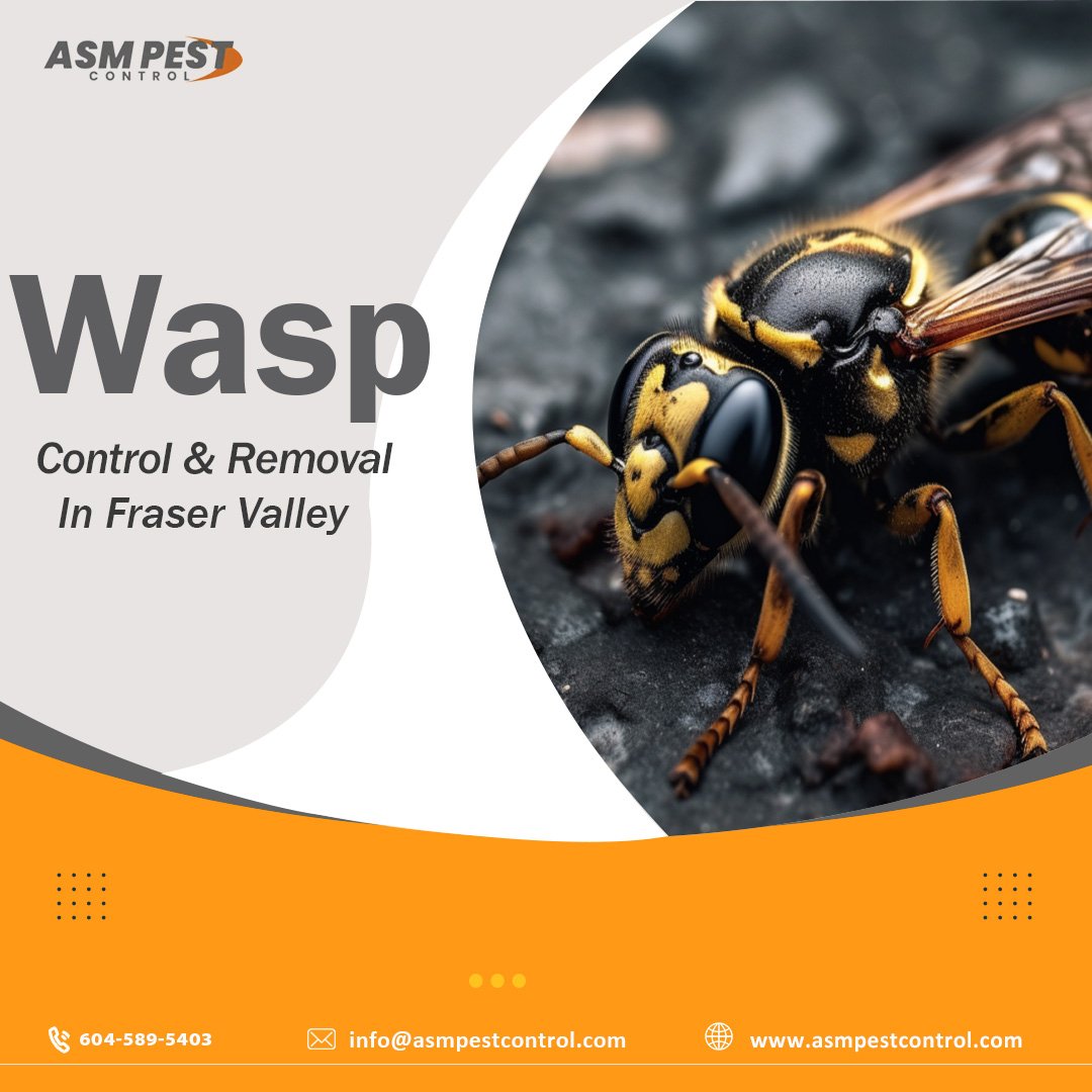 asmpestcontrol's tweet image. If you find yourself plagued by the relentless wasps, fear not! ASM Pest Control is here to save the day! Our expert pest control technicians use tested &amp;amp; certified chemicals to eliminate wasps. 
📷- 604 - 589 - 5403
📷- asmpestcontrol.com/bee-wasp-remov…
.
.
.
#asmpestcontrol, #pestcontrol