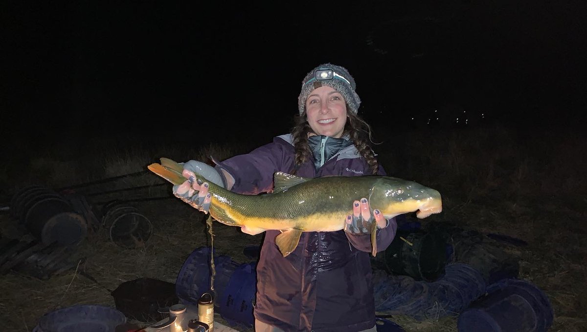 USGSAZ's tweet photo. #NewPub! 🚨
In the #ColoradoRiver, how do ecosystem variables such as temperature, water clarity/sediment, algal production &amp; flows affect the growth of native #flannelmouthsuckers? 🐟 We investigated.  
See what we found 👉https://t.co/c12YonTquV
#FishFriday #GrandCanyon @cjfas https://t.co/0FVzPMgHbs