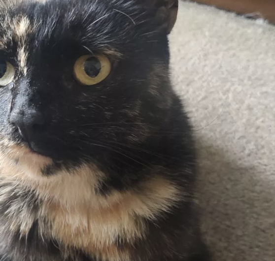 PeoplesPetAward's tweet photo. Meet Marbles, a lucky cat who went missing more than two years ago – and has now been reunited with her owner, thanks to her microchip.🐈‍⬛  

Read the full story in the latest #PetClub: https://t.co/ltIRHwCezJ

@WebboxPetFood @DailyMirror #peoplespetawards https://t.co/6XeWj6Q1Vz