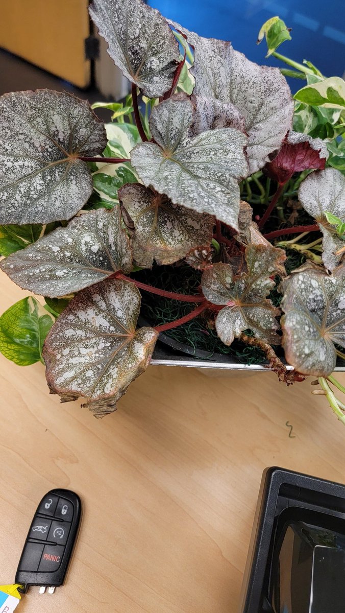 babylassiter's tweet photo. Please help me figure out what  kind of plant this is. We have it on my desk at work but we need to not have them on our desks anymore so im going to try and repot it but idk what it is to make sure I don't kill it 😭 #planttwitter https://t.co/r7NV9iwFrx