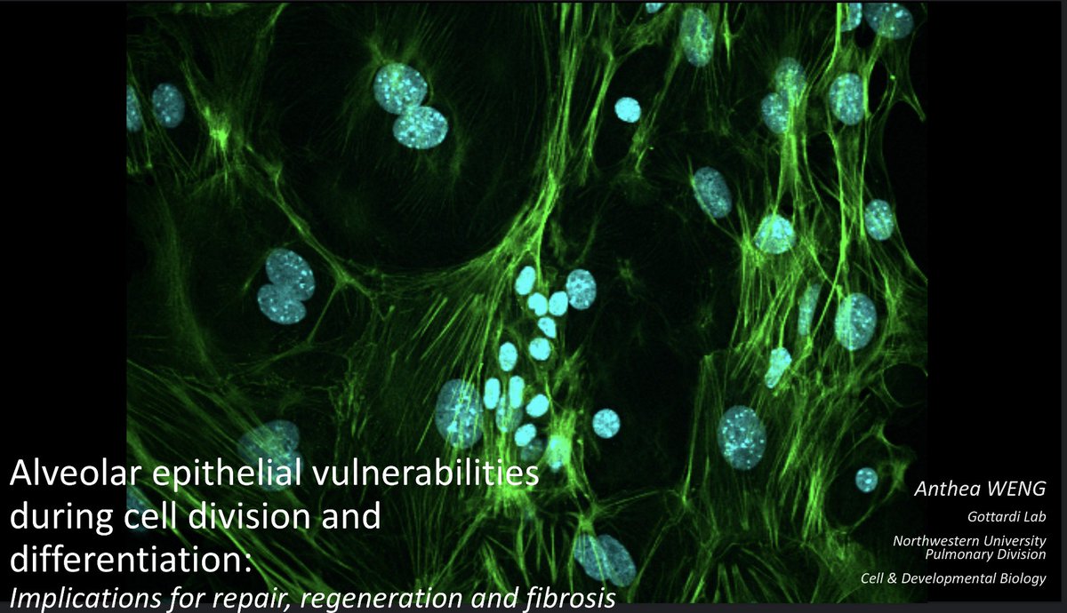 happy #FluorescenceFriday from the title slide of my short talk 🫁 so excited to present a small talk and share more about my ongoing work at this week’s lung GRS and <a href="/GordonConf/">Gordon Research Conferences</a>