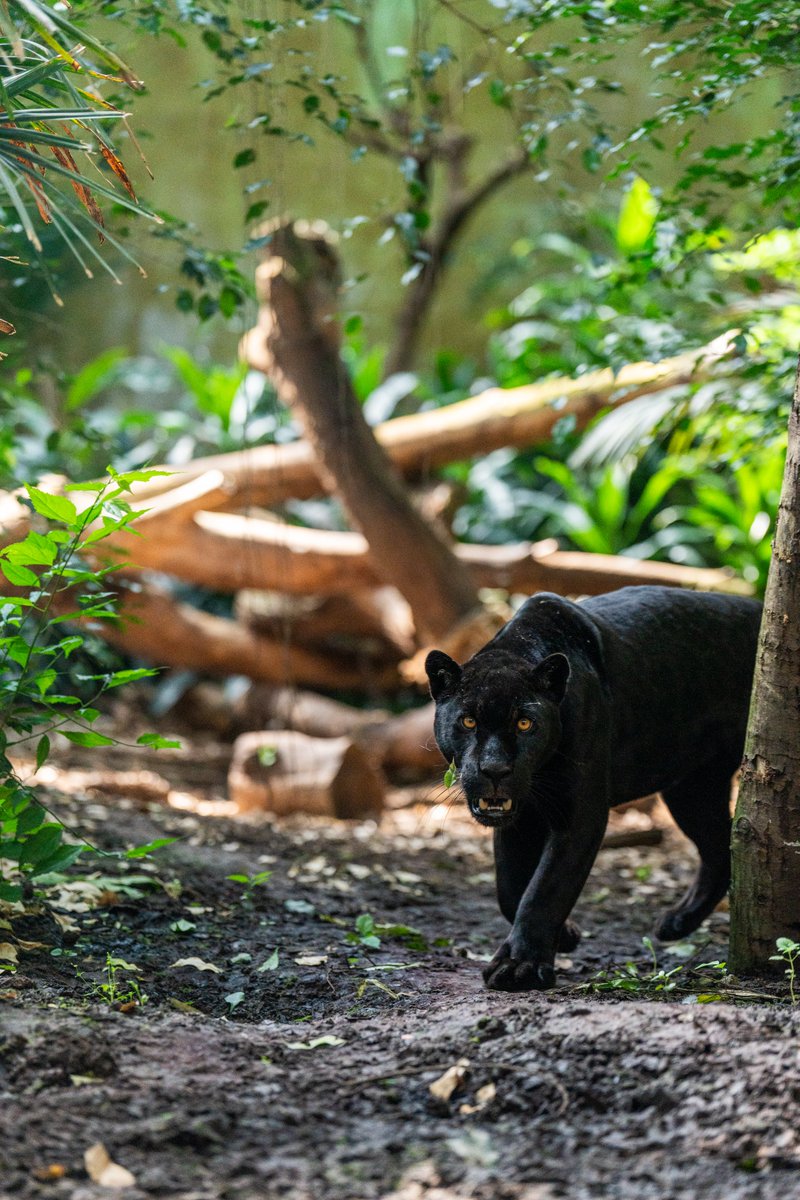 chesterzoo's tweet photo. Inka is on the prowl 😍

Sleek, powerful and with a mesmerising gaze, Inka is one awe-inspiring cat 🙌 https://t.co/REXKupztMW