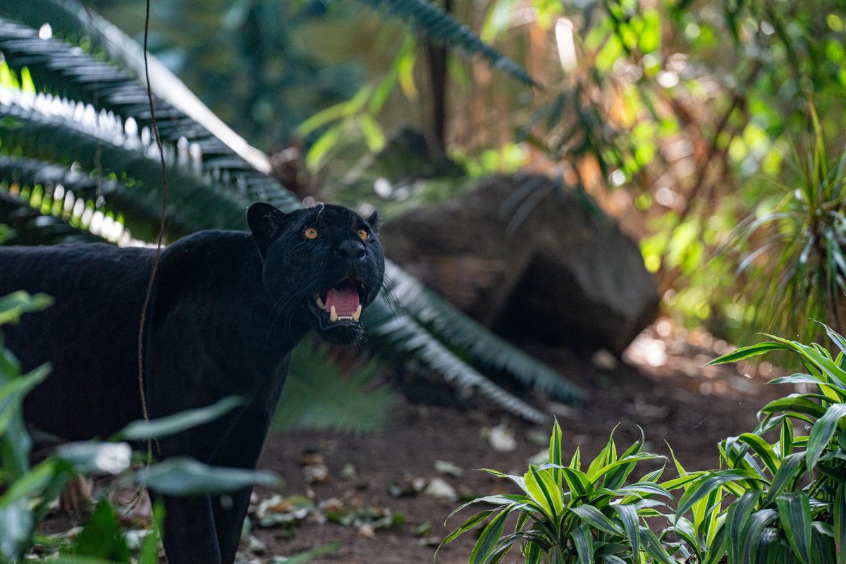 chesterzoo tweet picture