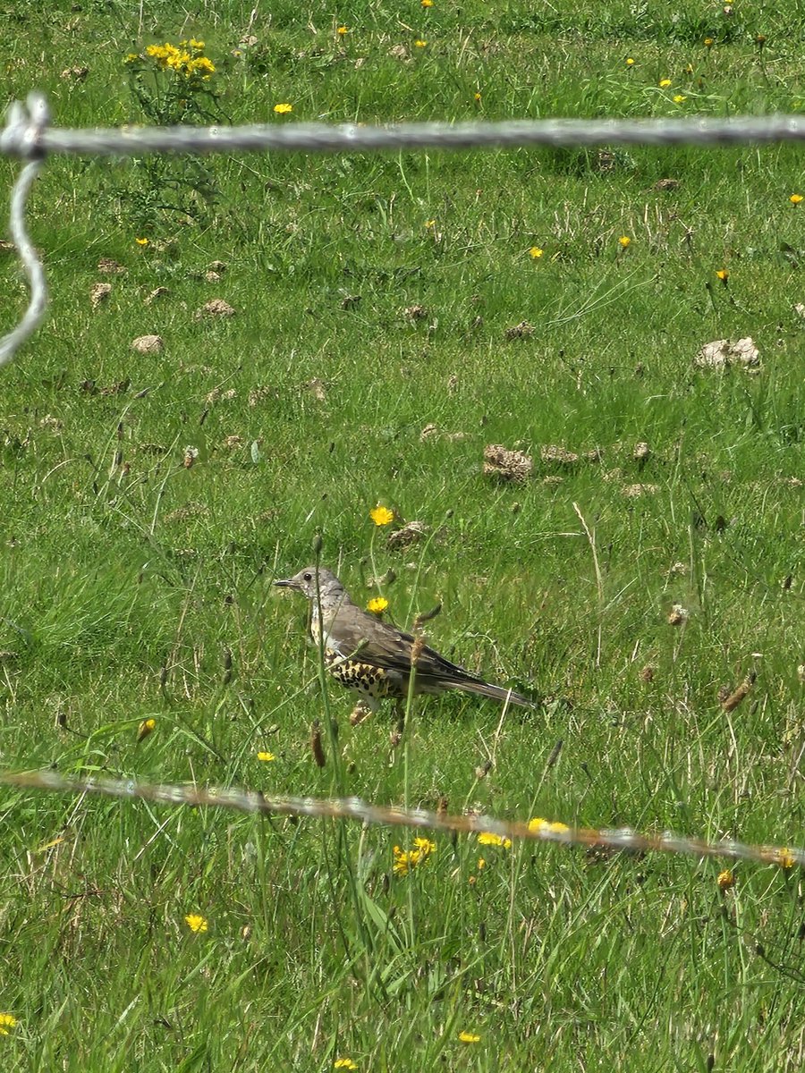 jakefraser19's tweet photo. @Natures_Voice anyone identify this? https://t.co/3m7CyeJPvo