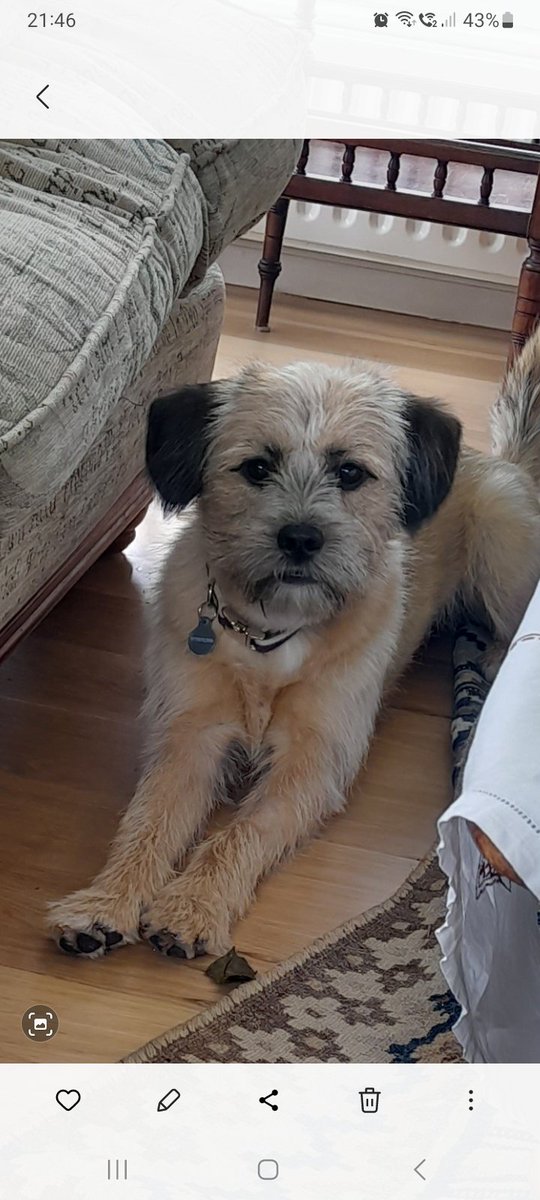 mediachicken's tweet photo. @AldiUK This is the very lovely Ernie. He would like to be entered into the rescue section please. https://t.co/9fVtMBEPoJ