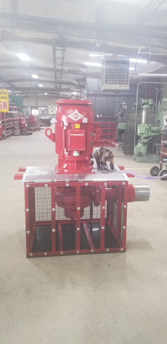 DobbsPumps's tweet photo. Stop monkeying around and get a Dobbs Pump! 🐵🐒

Ellie Mae came to visit today and inspected one of our pumps! I think we passed her test!

#monkey #monkeys #MonkeyLife #monkeybusiness #dobbspumps https://t.co/Ljn3dd7lqF