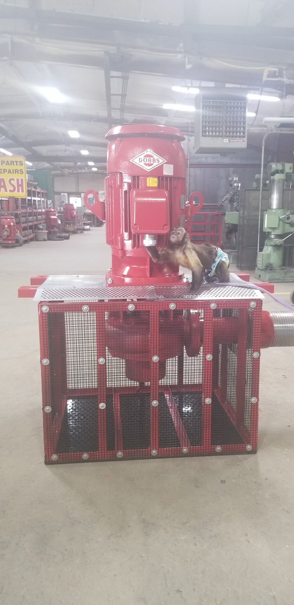 DobbsPumps's tweet photo. Stop monkeying around and get a Dobbs Pump! 🐵🐒

Ellie Mae came to visit today and inspected one of our pumps! I think we passed her test!

#monkey #monkeys #MonkeyLife #monkeybusiness #dobbspumps https://t.co/Ljn3dd7lqF