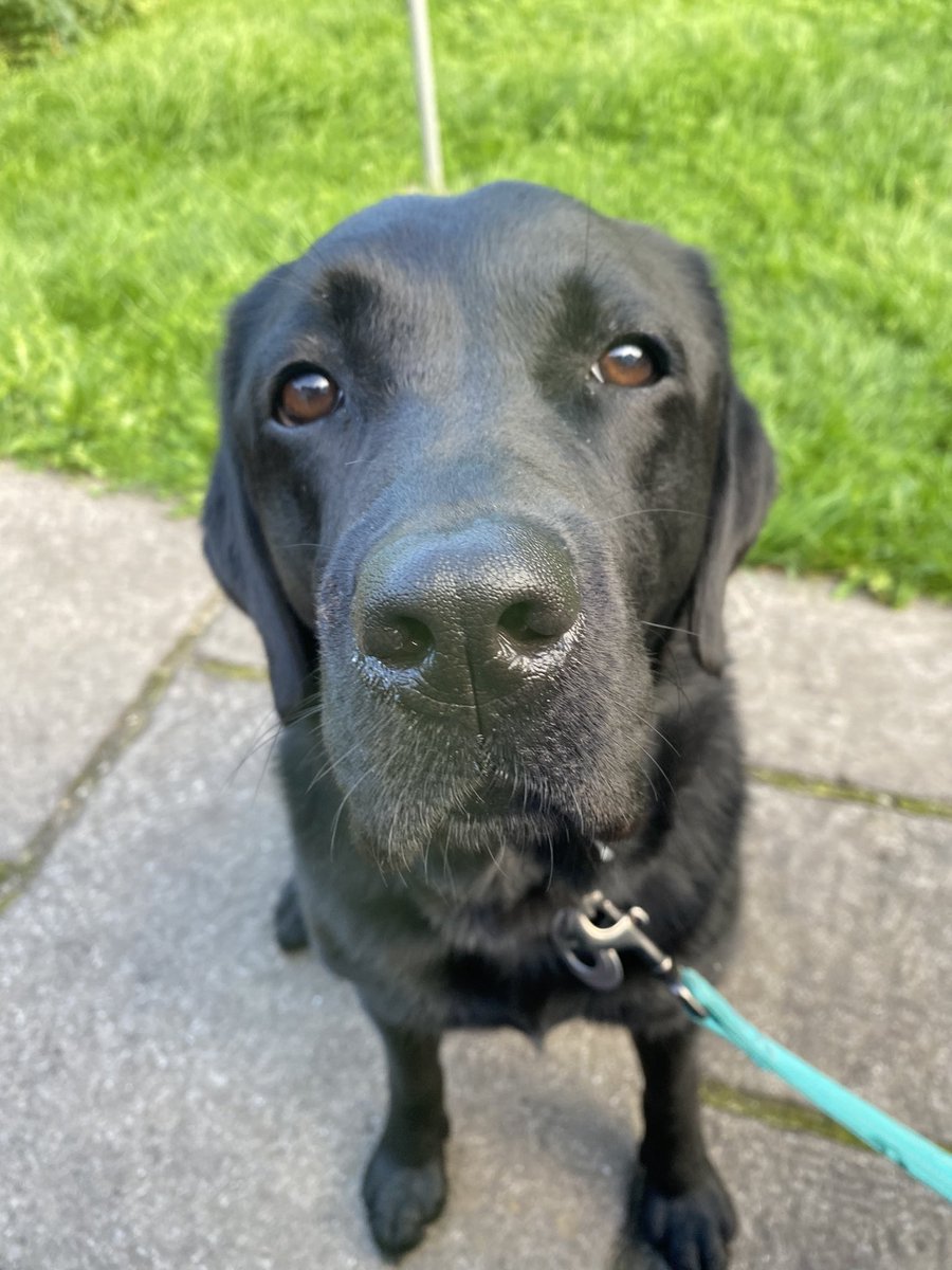 LabradorPeggy's tweet photo. @Albertspanner @moonlightmegan1 @Mountain_Pals @SpringerSaint @Oscar_Spaniel Night pals xxxx https://t.co/d8SXbUG95F