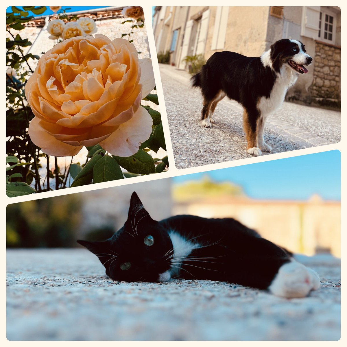 alitimumab's tweet image. #TimeToRecharge ☀️🐝
#Moirax #LotetGaronne