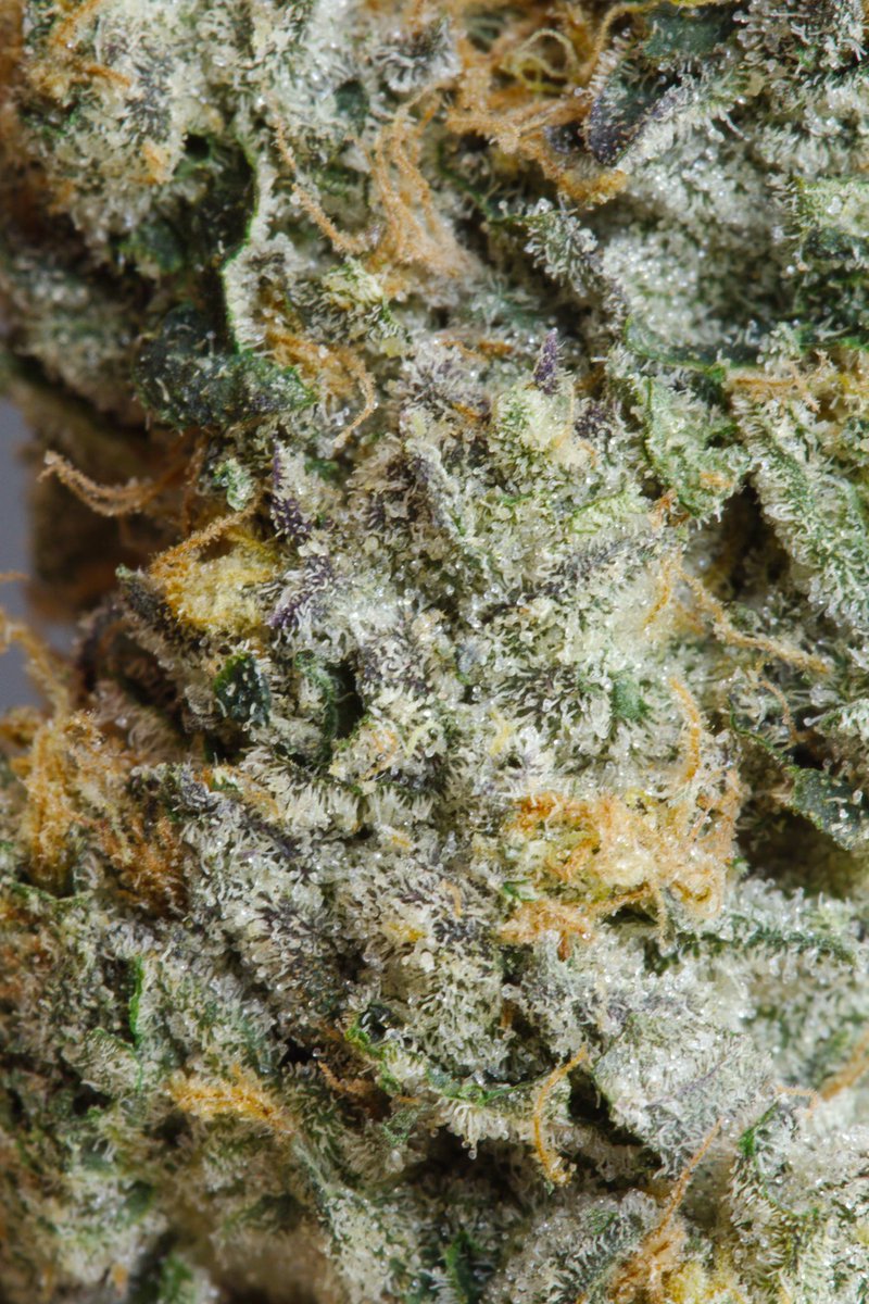Good moisture and strong nose even without a humidity pack in the bag.

The smell right out of the mylar bag was sweet pastry. Made me want to go back for another sniff. 🤓