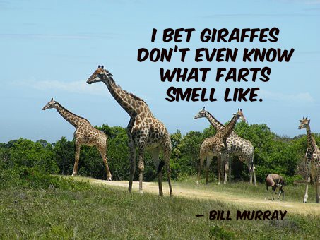 YorkHouseCleanr's tweet image. I bet giraffes don’t even know what farts smell like. – Bill Murray #FunQuote