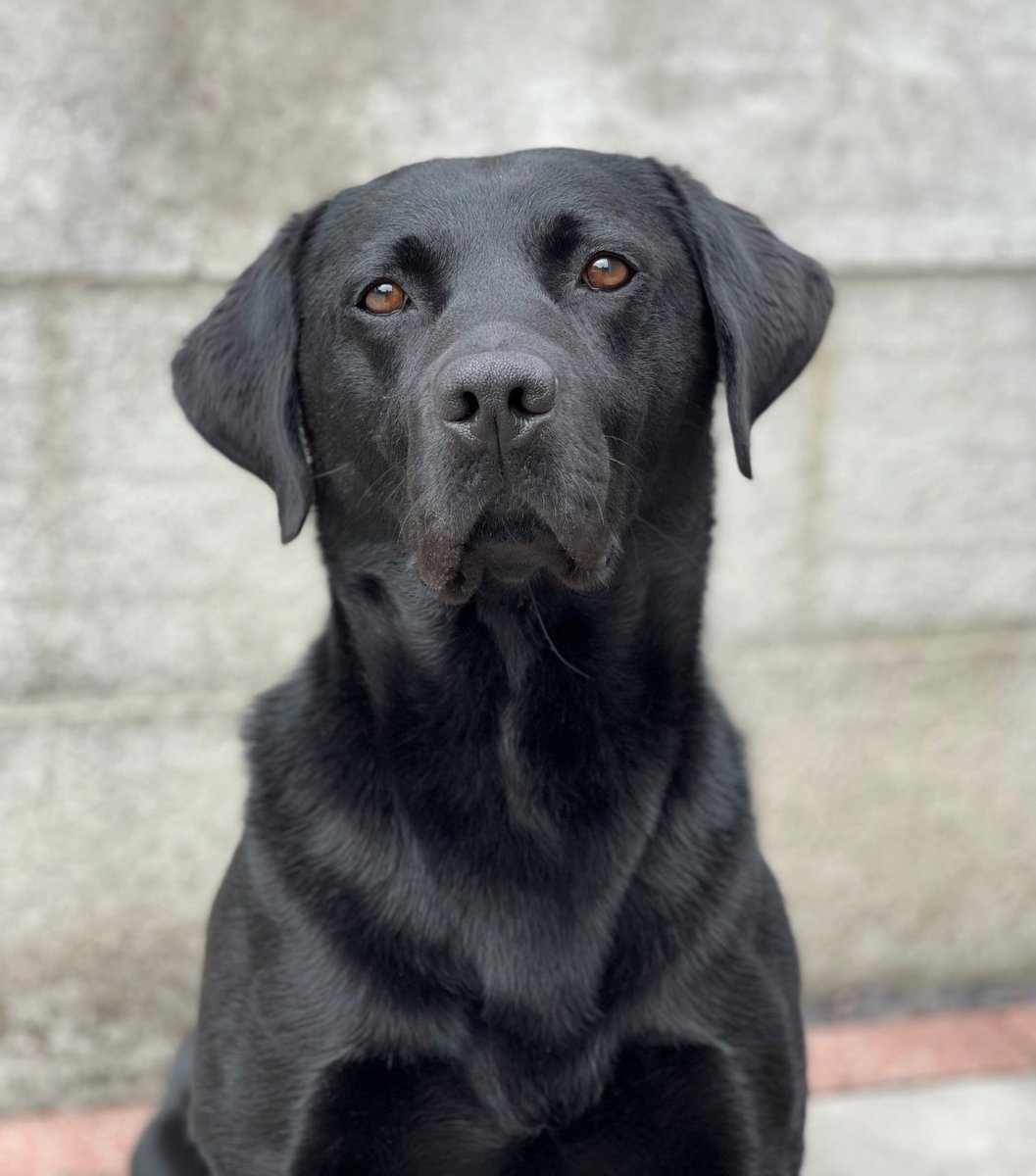 ChNW Police Dogs tweet media