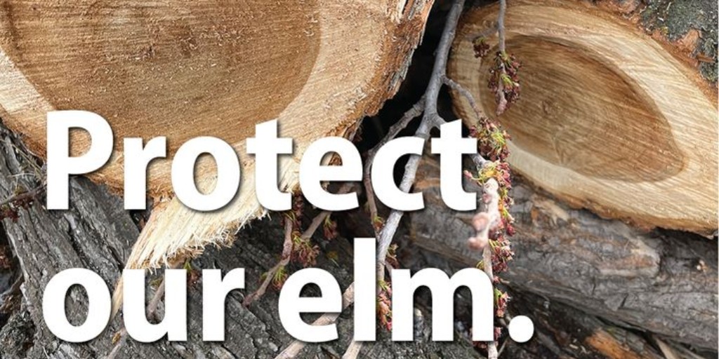 cityofsaskatoon's tweet photo. The City of Saskatoon Parks Department has confirmed another positive case of Dutch elm disease (DED) in an elm tree in Forest Grove &amp; has initiated its DED Response Plan in that area. 
Release: https://t.co/jGkN6OpKEO.
➡️ Help protect our urban forest: https://t.co/BCt0UmLezl. https://t.co/UhrHzyjFle