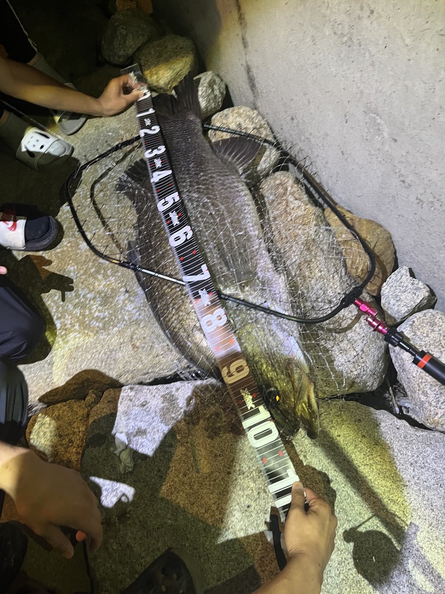 under_NOVA_'s tweet photo. シーバス釣りに行ったら
日本三大怪魚アカメが釣れたwwww 
105cm

使用タックル
23ディアルーナ90ML
23ヴァンキッシュC3000SDHHG
シーガーR18 0.6号 
セフィアショックリーダー2.5号
シャルダス

腕パンパンになりました。
タックルがもうめちゃくちゃ https://t.co/JXLHfX143f