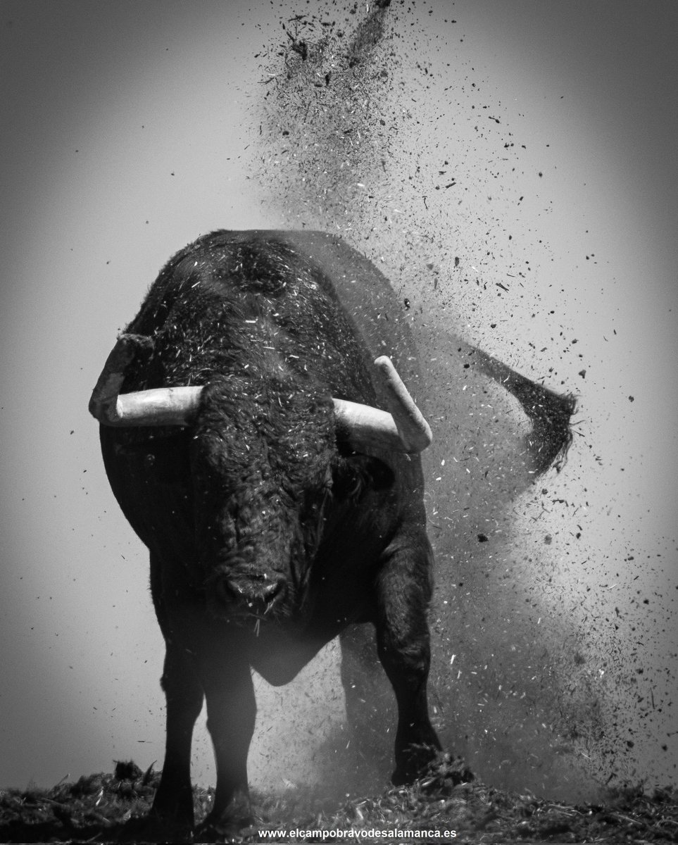 El 14 de octubre tienes una cita con tres toros en Alba de Tormes. 

Uno de ellos es FLAMENCO, de la ganadería salmantina de Mercedes Pérez-Tabernero…que ya se deja ver, se deja notar, se deja descubrir. 

Vuelven los toros a las calles de Tormes.