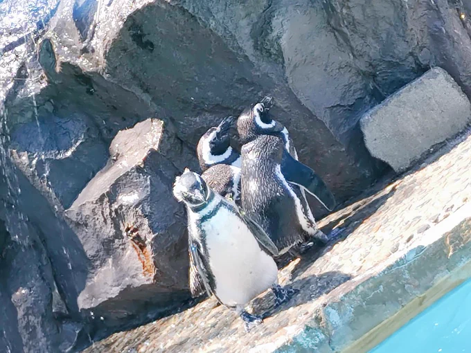 朝だし、旅行先で撮ったペンギンでも載せとくか