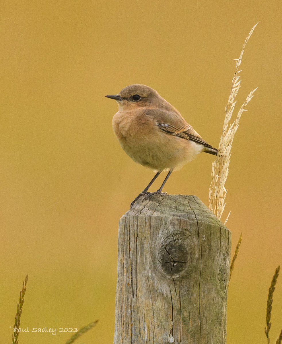 Paul_Sadley's tweet photo. Wheatear (Wickwar) @Southglosbirds @bristolbirding https://t.co/a7q8Ar7WL1