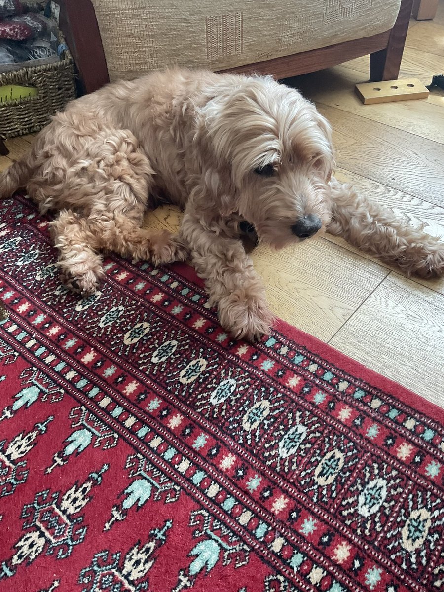 Stringbabies's tweet image. Had to say goodbye to my lovely dog today. He was full of years (nearly 16 ) and suddenly developed a severe eye ulcer. Operation at his age not an option. He had been such a comfort since I lost my husband 29 months ago and it hurts like stink. Gratitude and tears