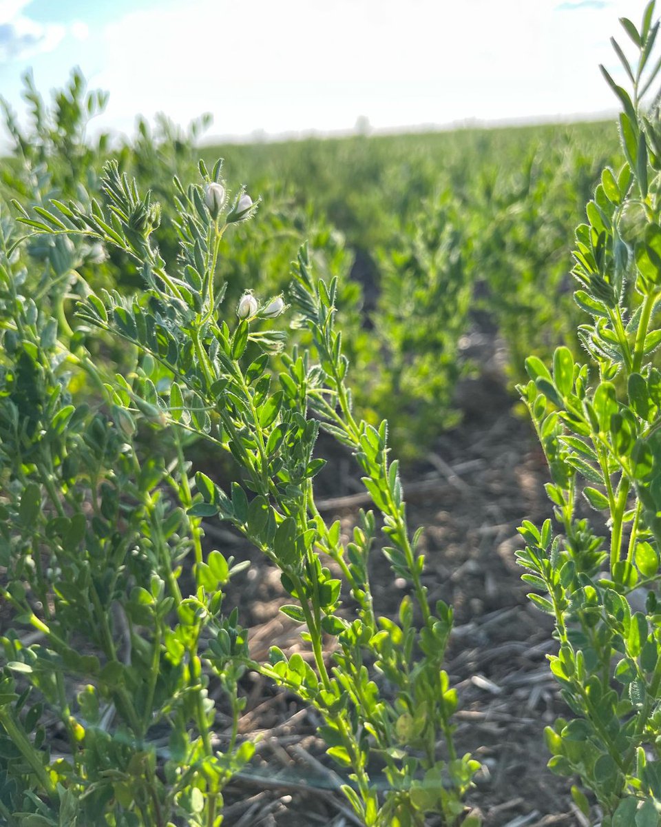 ThreeFarmers's tweet photo. Get ready for a peek into the world of farming! Check out Farm Fridays with Three Farmers! Join us every Friday (including today) on our Instagram stories as we take you behind the scenes! 🚜 

#ThreeFarmers #SustainableFarming #BehindTheScenes #GroundedInGoodness https://t.co/ivtp2DccRf