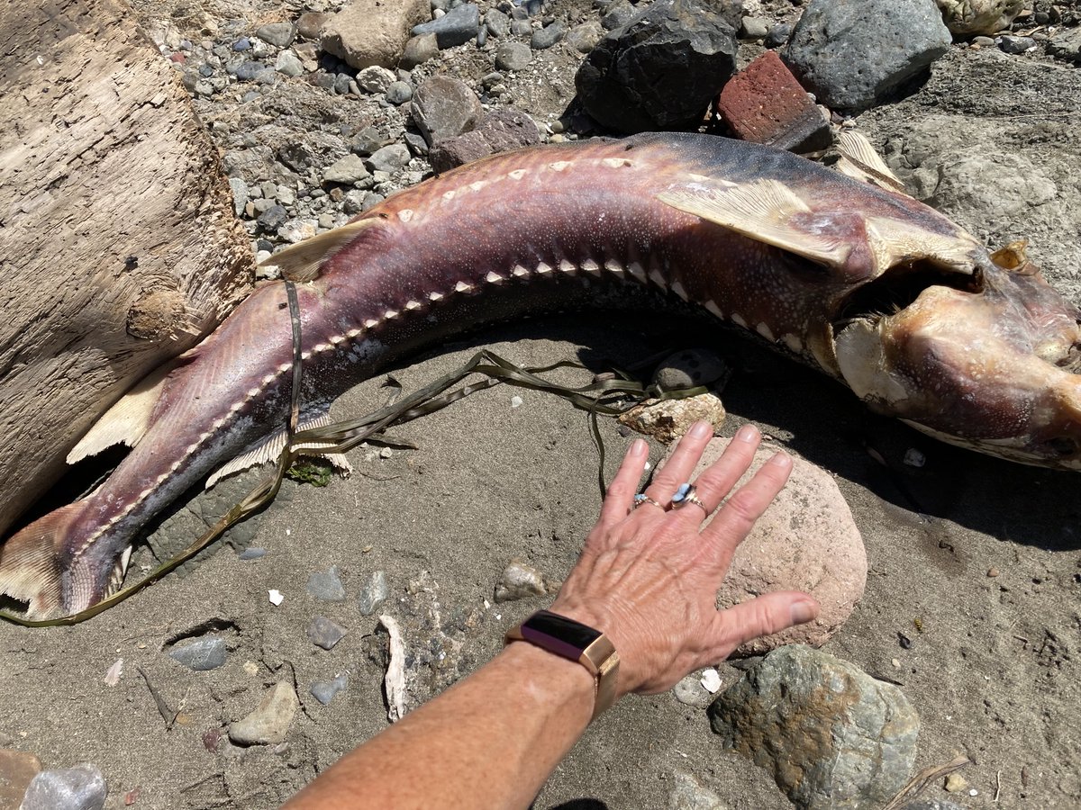 Another harmful algal bloom has hit the San Francisco Bay 😥, but you can contribute important data to understand this phenomenon better through <a href="/inaturalist/">iNaturalist</a> at this project webpage: inaturalist.org/projects/sf-ba…

📷: susaninberkeley, CC #harmfulalgalbloom