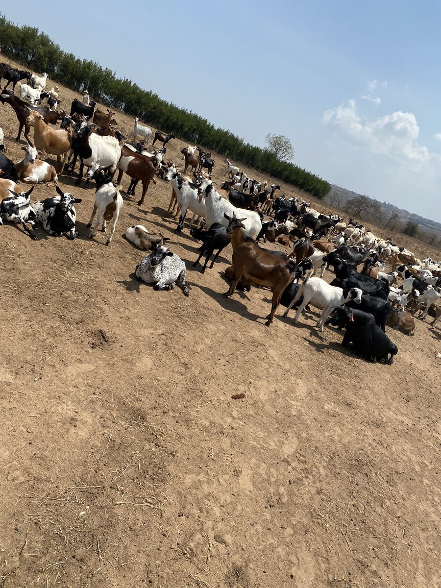 The demand for food of animal origin (meat and meat products) is on an increase! Consequently, goat production through out Africa is on the raise particularly because of their high multiplication rates ☺️