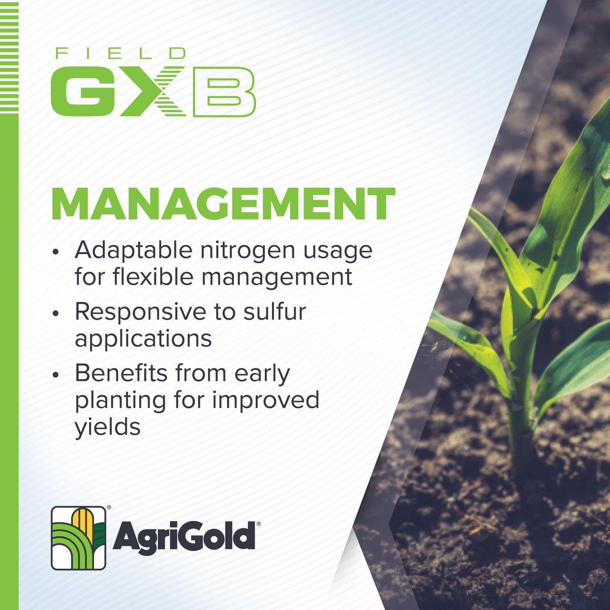 AgriGold's tweet photo. Experience the magic of Field GX B! From tremendous flexibility to strong late-season strength, this family means business. Benefit from its fast emergence and adaptation to various soil types. Time to achieve greater yields with Field GX B! #ChooseAgriGold #FieldGXFriday https://t.co/w93c1BkNAd