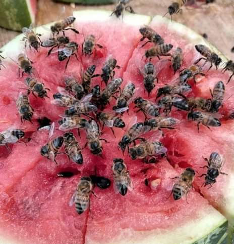 pellonabascal's tweet image. Donde las veas no las mates,  🐝no te alarmes, al contrario dales algo de alimento, para que continúen polinizando, son esenciales para nuestro planeta.
En caso de encontrarte con un enjambre, está completamente prohibido matar o manipular a las abejas.