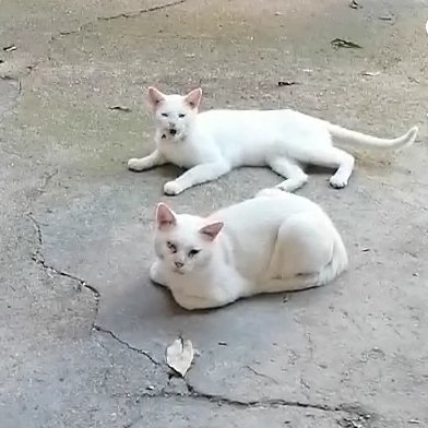 volontaristrada's tweet photo. Noi abbiamo fameee!
Stiamo aspettando la pappa...
Chi vuole può #acquistare una #bustinadipappapergatti a pochi centesimi sulla #wishlistamazon
#coloniafelina
#retweetforanimals
#tweetforanimals
#lovecats
#feralcats
#straycats
#howtosavealife
#pleaseretweetforanimals
#mercy https://t.co/hlpkfavcCs