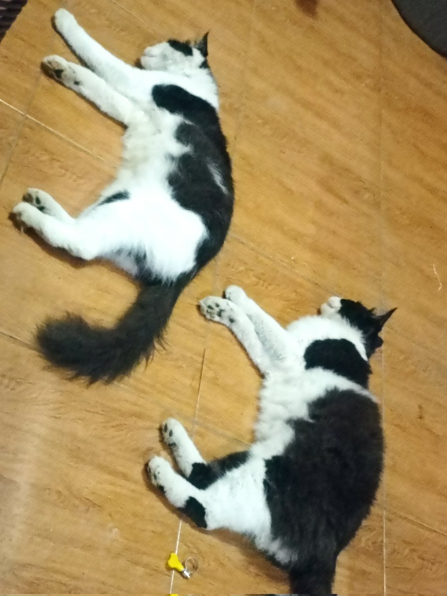 paws_coco's tweet photo. https://t.co/Z1eZdlyAhf