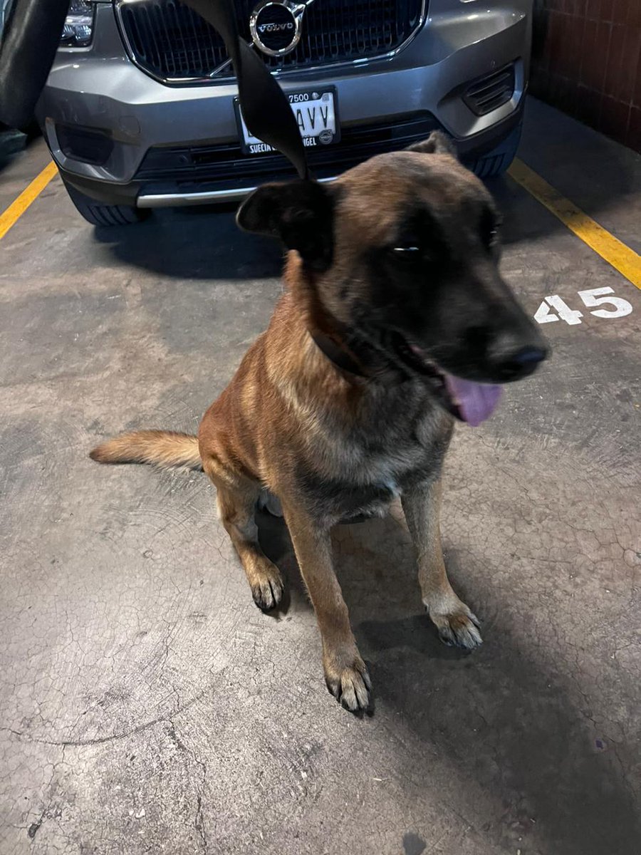 hospitalangeles's tweet photo. Este cachorro fue encontrado en nuestro #HospitalAngelesPedregal,  🐶
Por favor, ayúdanos a difundir para intentar ubicar a su familia o envíanos un DM si lo reconoces.  

#perroperdido https://t.co/1c6CW8sOSL