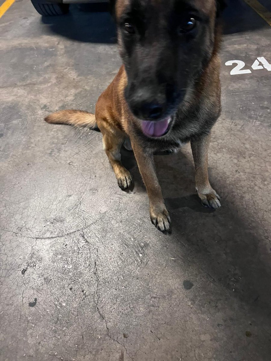 hospitalangeles's tweet photo. Este cachorro fue encontrado en nuestro #HospitalAngelesPedregal,  🐶
Por favor, ayúdanos a difundir para intentar ubicar a su familia o envíanos un DM si lo reconoces.  

#perroperdido https://t.co/1c6CW8sOSL
