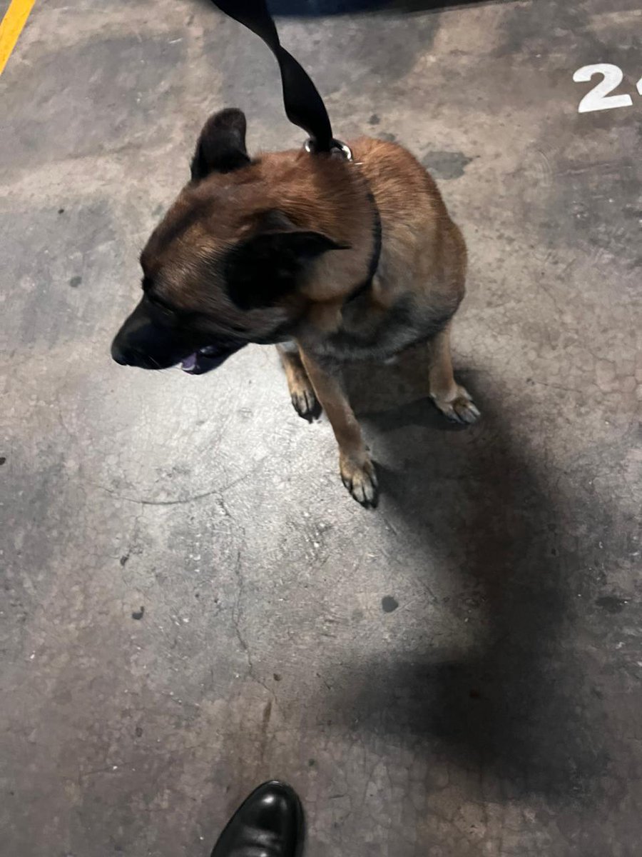 Este cachorro fue encontrado en nuestro #HospitalAngelesPedregal,  🐶
Por favor, ayúdanos a difundir para intentar ubicar a su familia o envíanos un DM si lo reconoces.  

#perroperdido