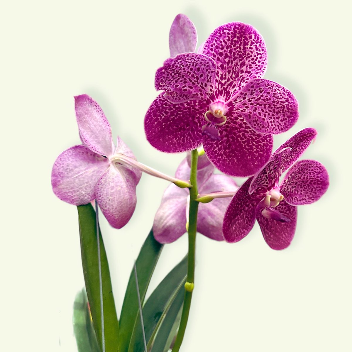 #vanda #orchid #orchids #siborchid #orchidspecies