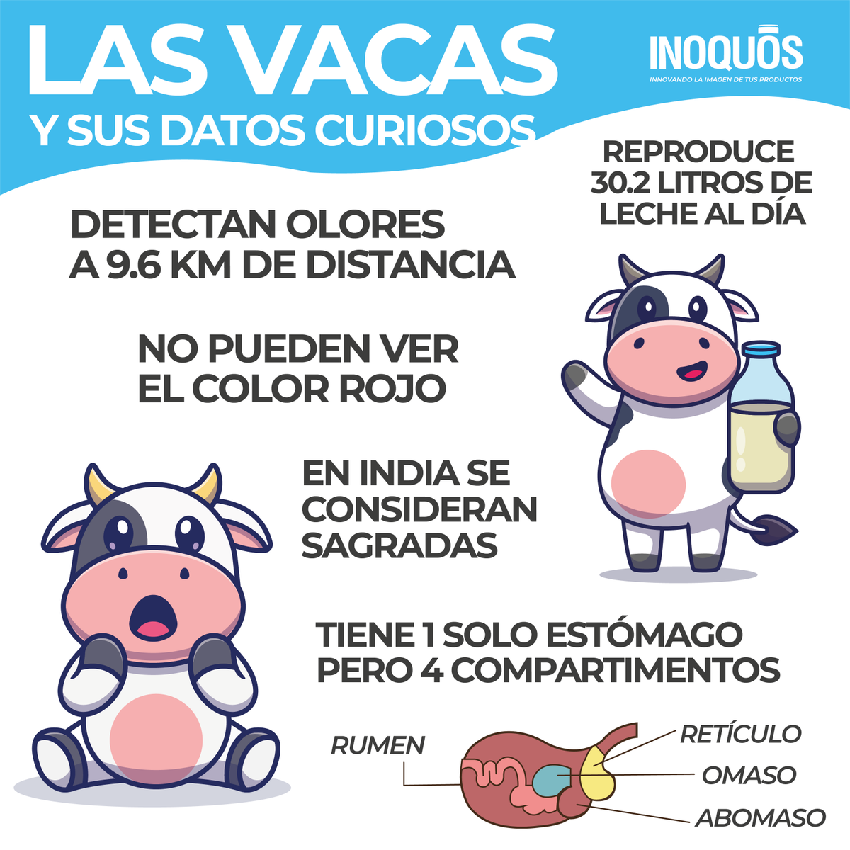 inoquos's tweet image. TE COMPARTIMOS ALGUNOS DATOS SOBRE LAS VAQUITAS🐄🐄🐄🐄

Como no querer una de mascota si son tan bonitas🥹🥹🥹😍
.
.
.
#vaquitas #vacas #datoscuriosos #inoquos #animals #milk